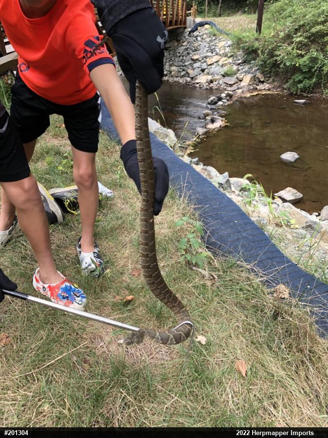 Northern Watersnake