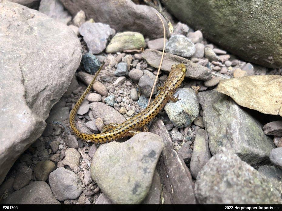 Eastern Long-tailed Salamander