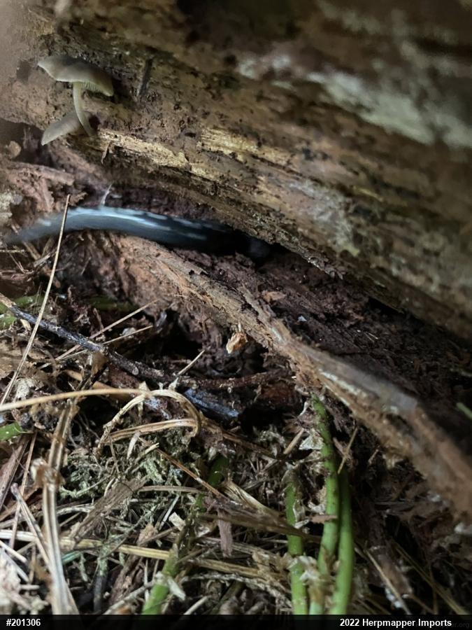 Northern Slimy Salamander