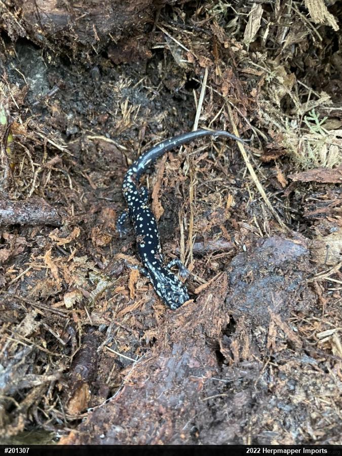 Northern Slimy Salamander
