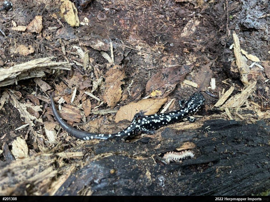Northern Slimy Salamander
