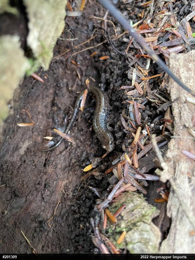 Allegheny Mountain Dusky Salamander