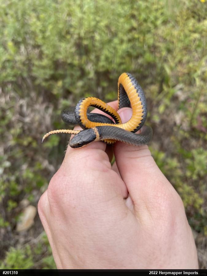 Northern Ring-necked Snake