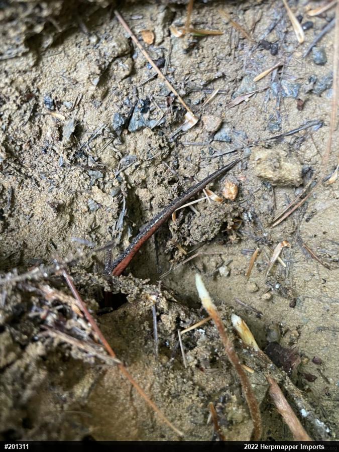 Eastern Red-backed  Salamander