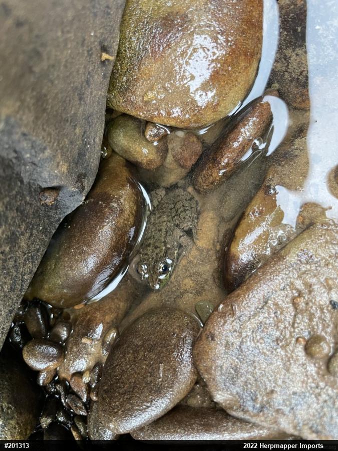 Green Frog