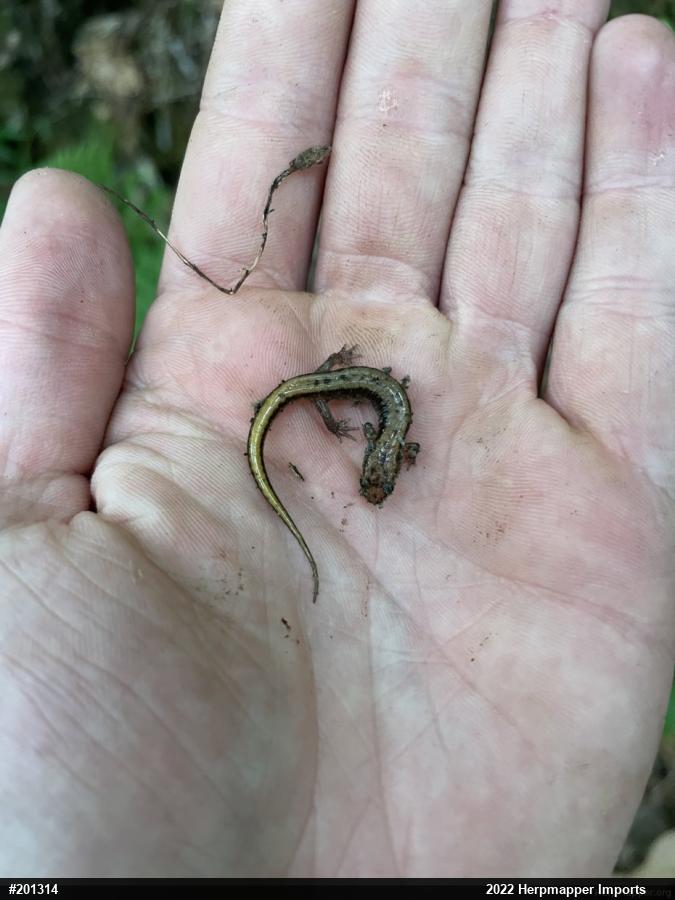 Allegheny Mountain Dusky Salamander