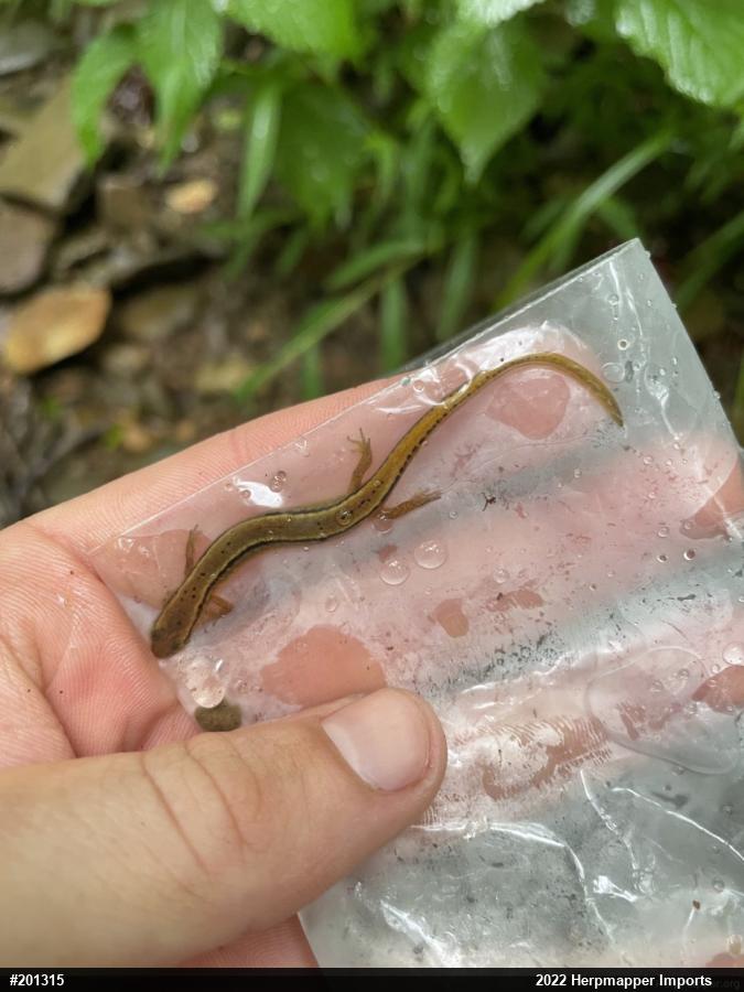 Northern Two-lined Salamander