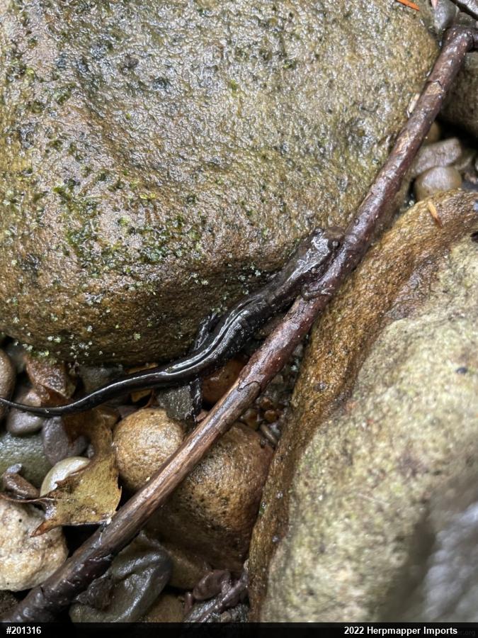 Allegheny Mountain Dusky Salamander