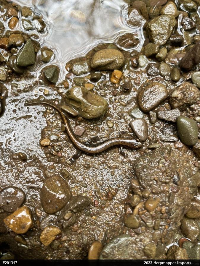 Allegheny Mountain Dusky Salamander