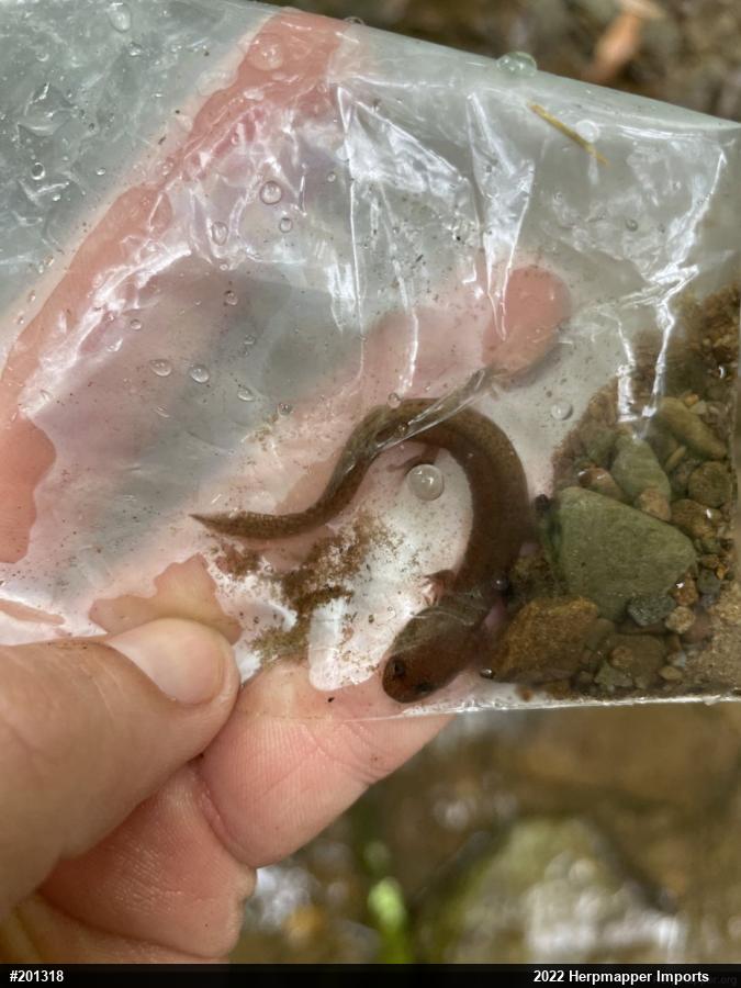 Northern Spring Salamander