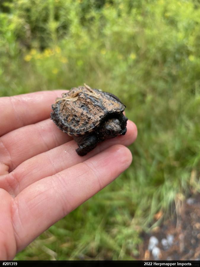 Snapping Turtle
