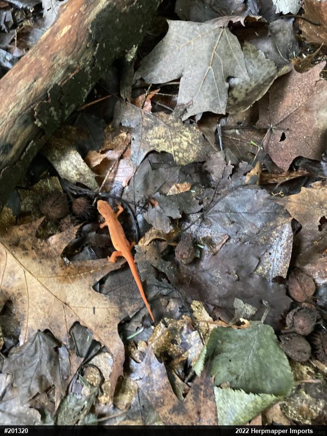 Red-spotted Newt