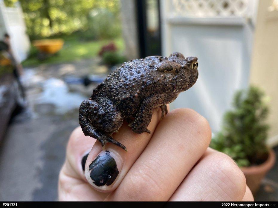 Eastern American Toad
