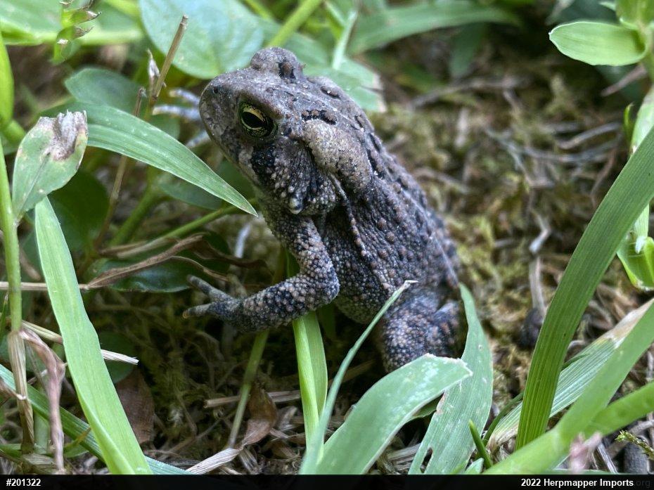 Eastern American Toad