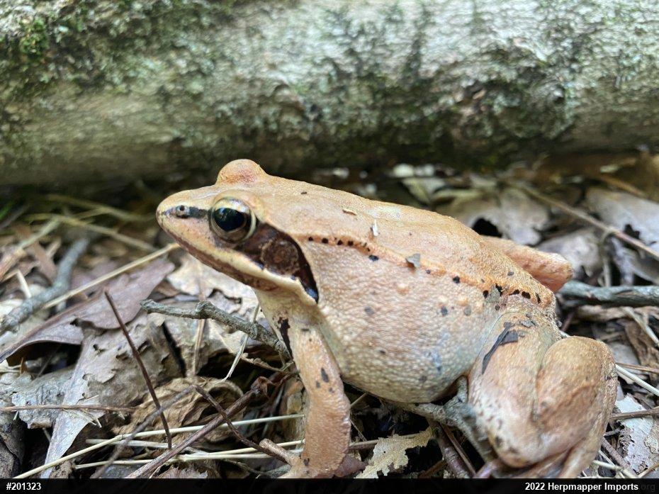 Wood Frog