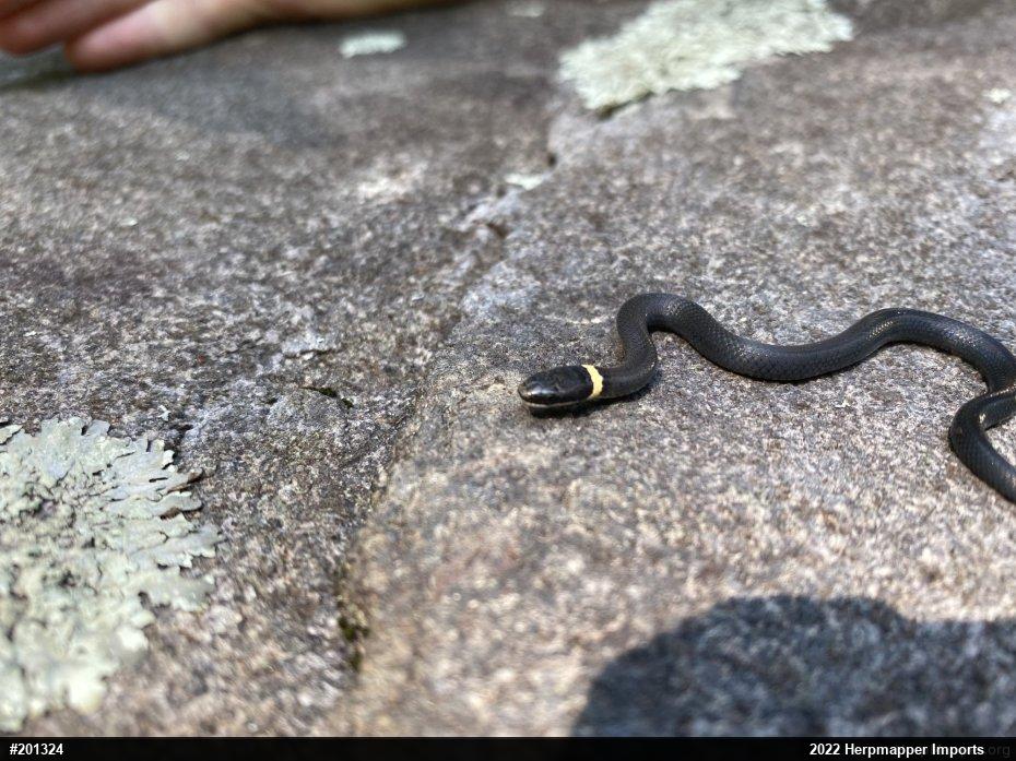 Northern Ring-necked Snake