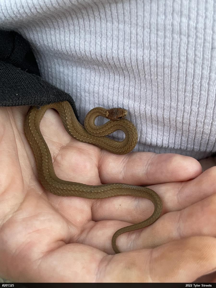 Red-bellied Snake