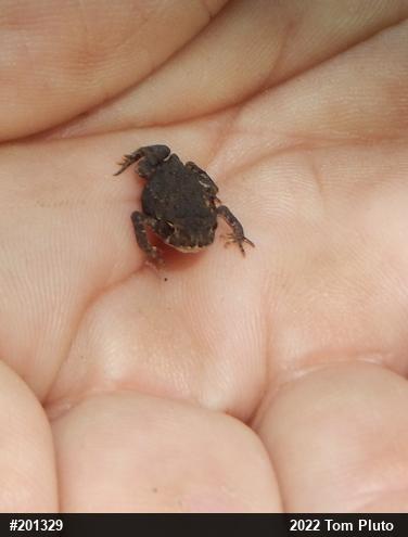 True Toads