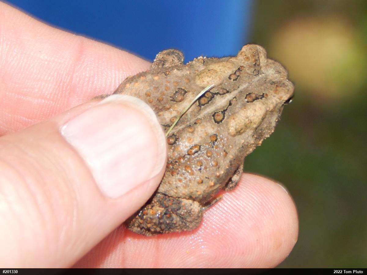 Eastern American Toad