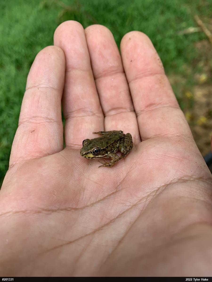 Green Frog
