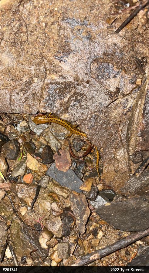 Eastern Long-tailed Salamander