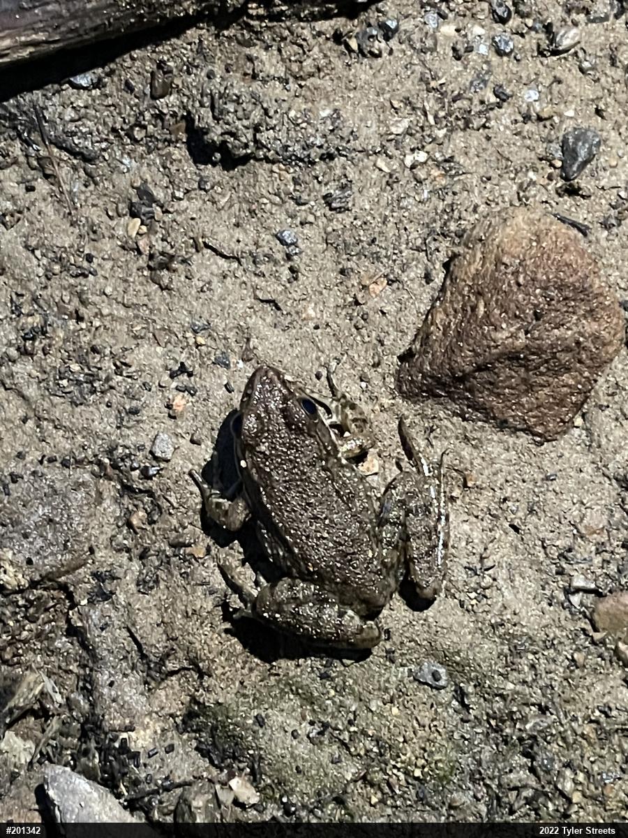Green Frog