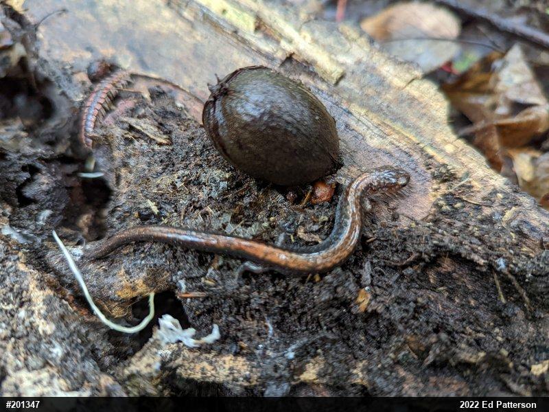 Eastern Red-backed  Salamander