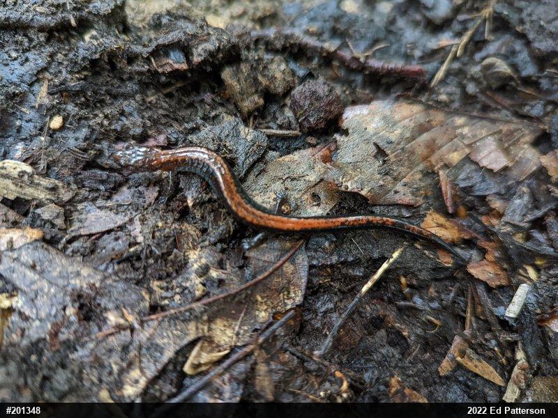 Eastern Red-backed  Salamander