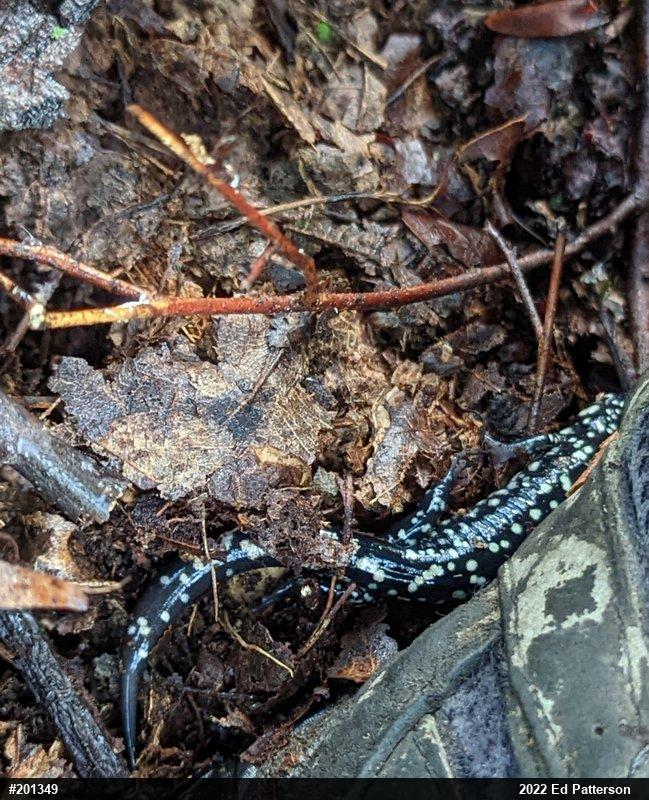 Northern Slimy Salamander
