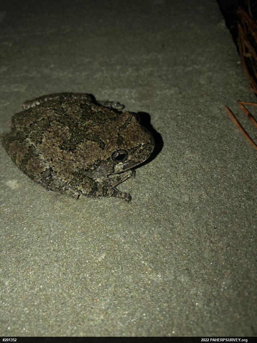 Unknown Gray Treefrog