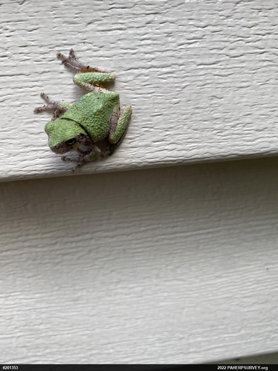 Unknown Gray Treefrog