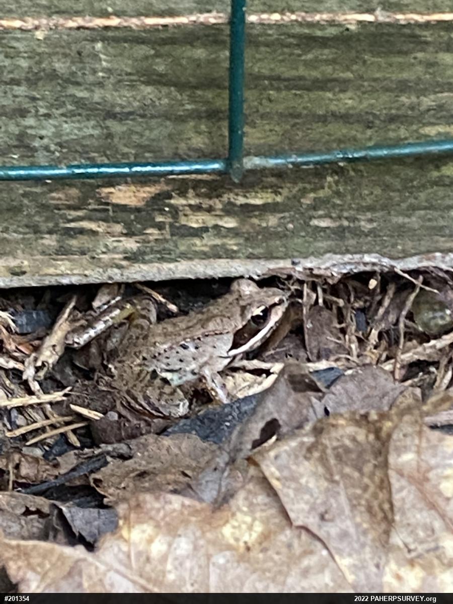 Wood Frog