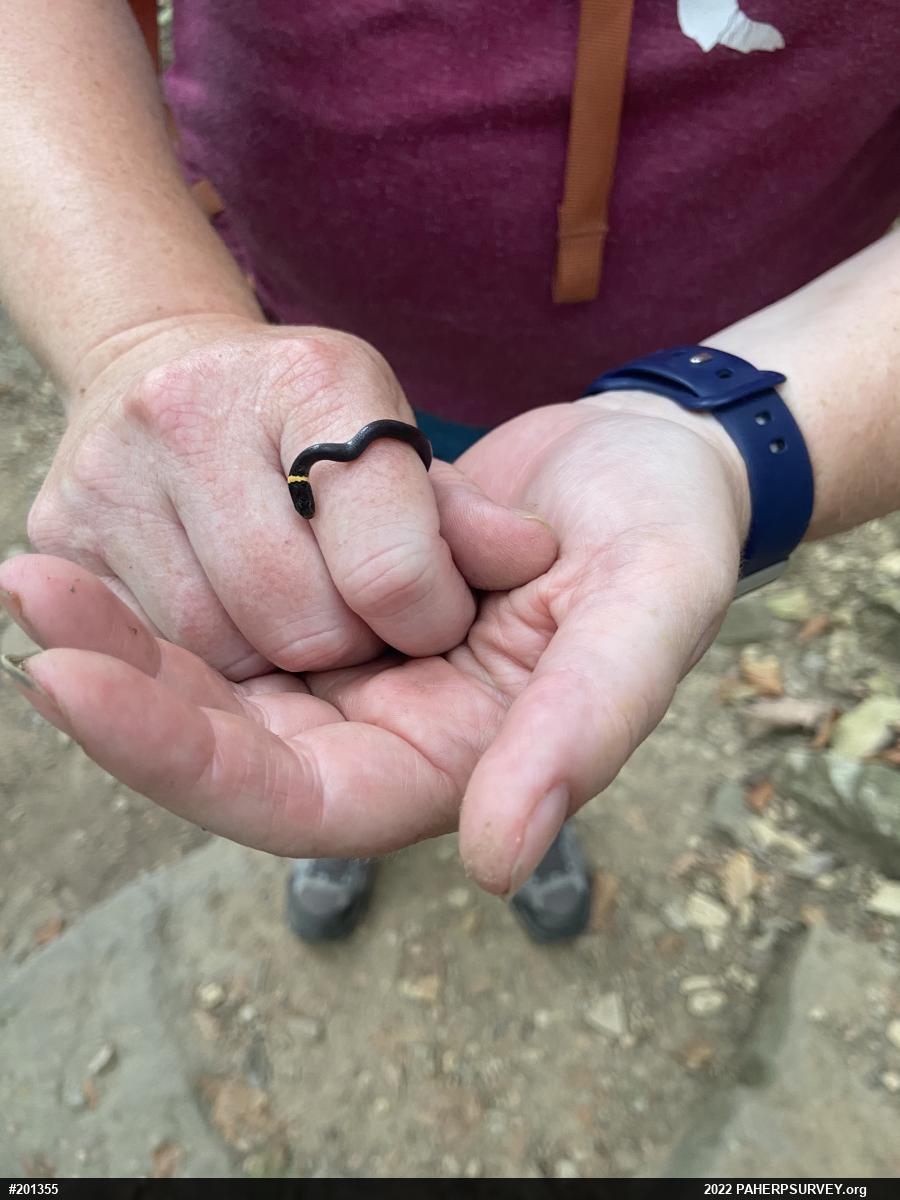 Northern Ring-necked Snake