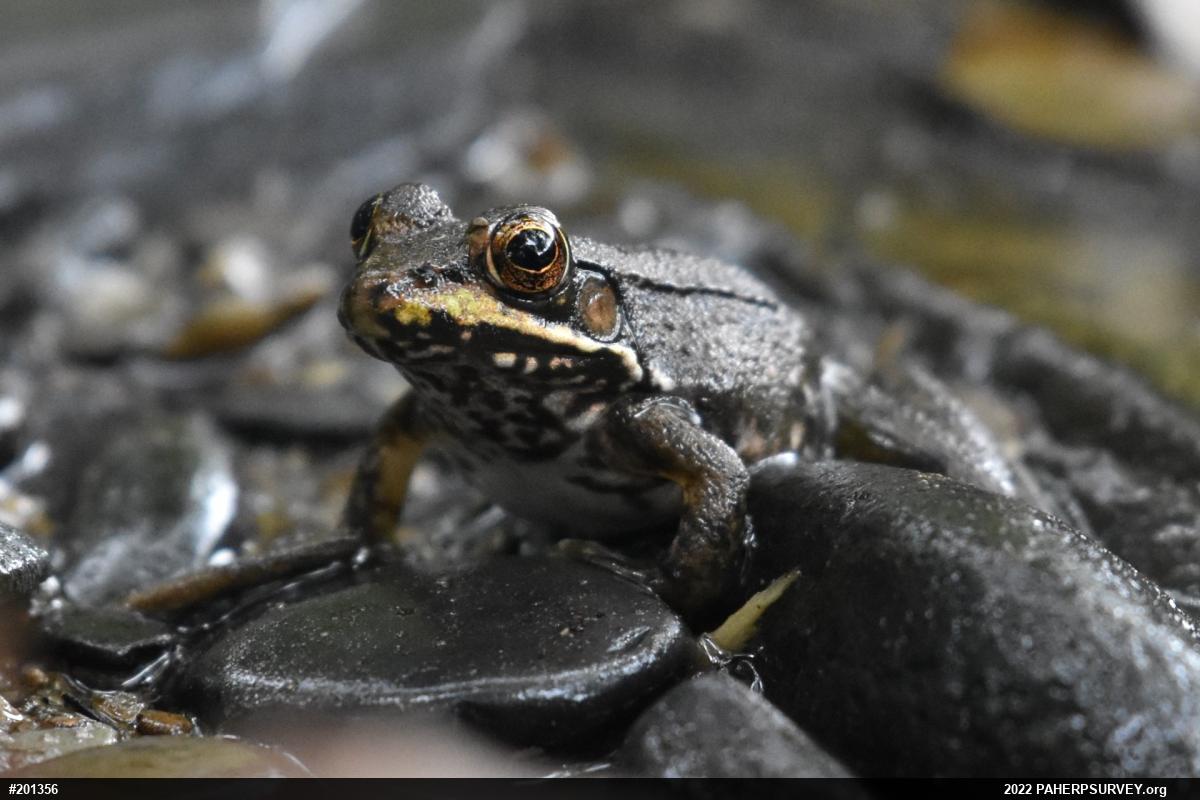 Green Frog