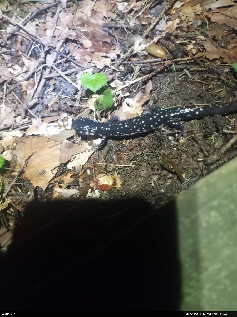 Northern Slimy Salamander
