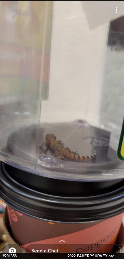 Mediterranean House Geckos
