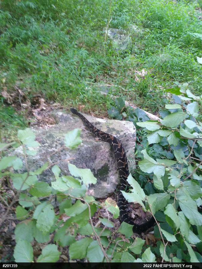 Timber Rattlesnake