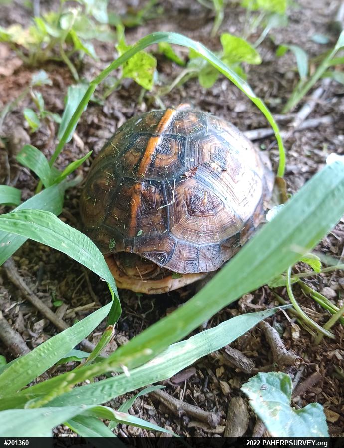 Eastern Box Turtle
