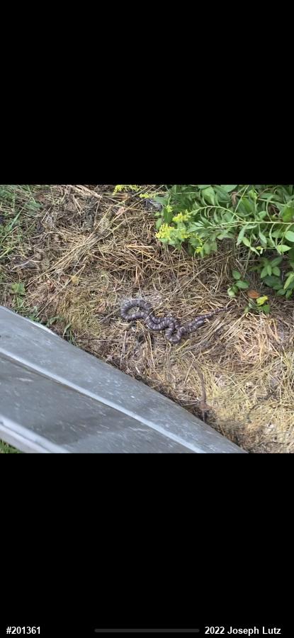 Eastern Milksnake