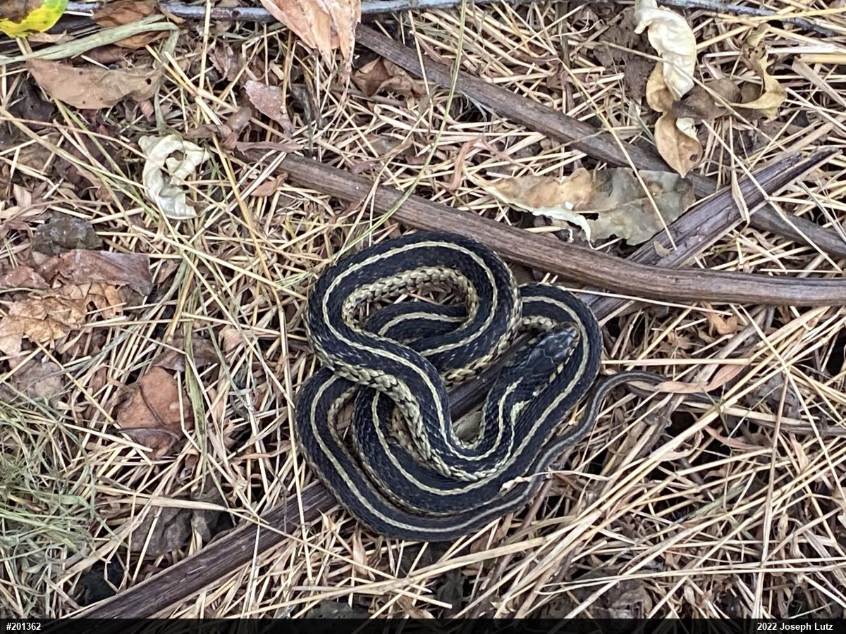 Eastern Gartersnake