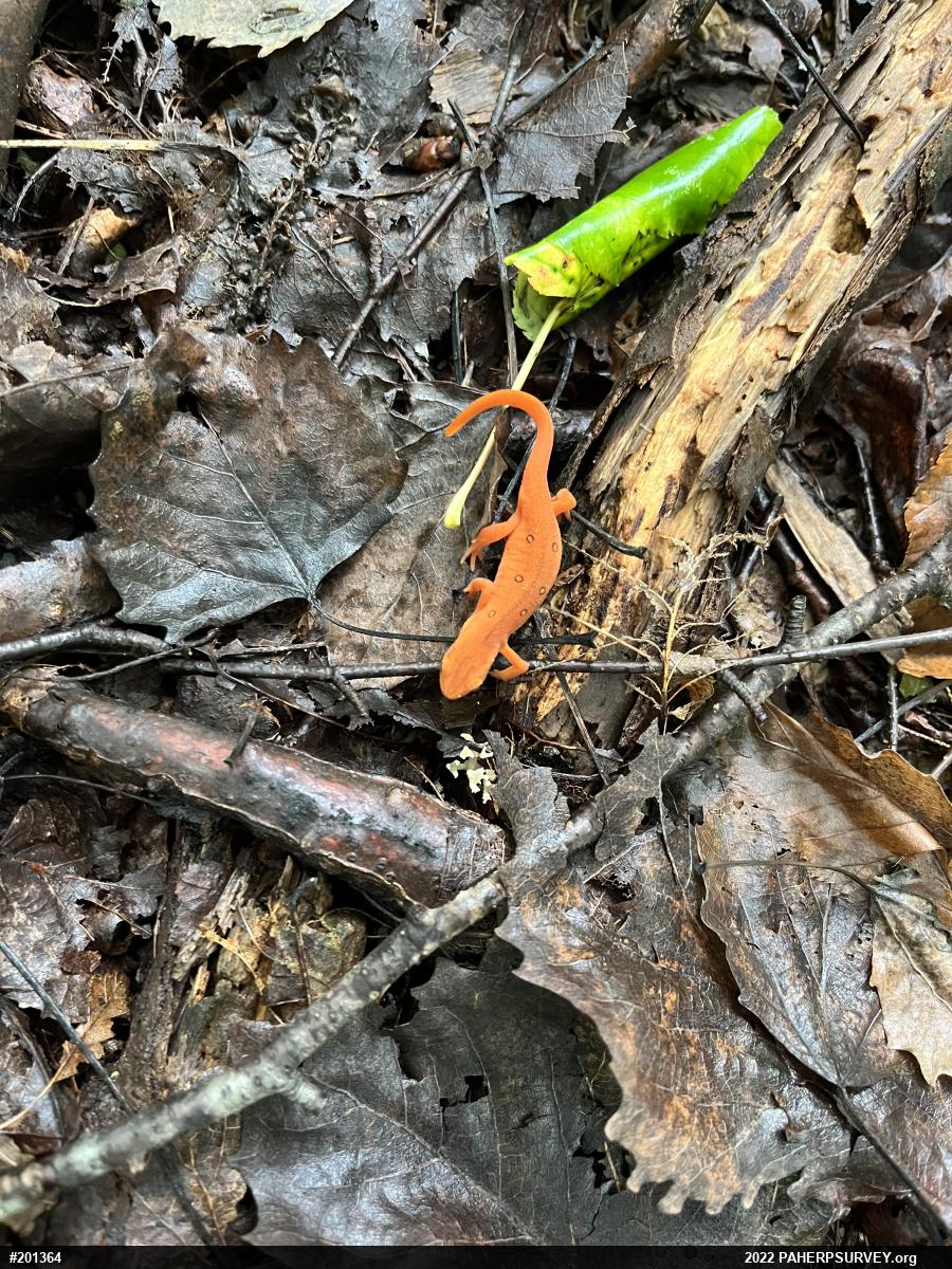 Red-spotted Newt