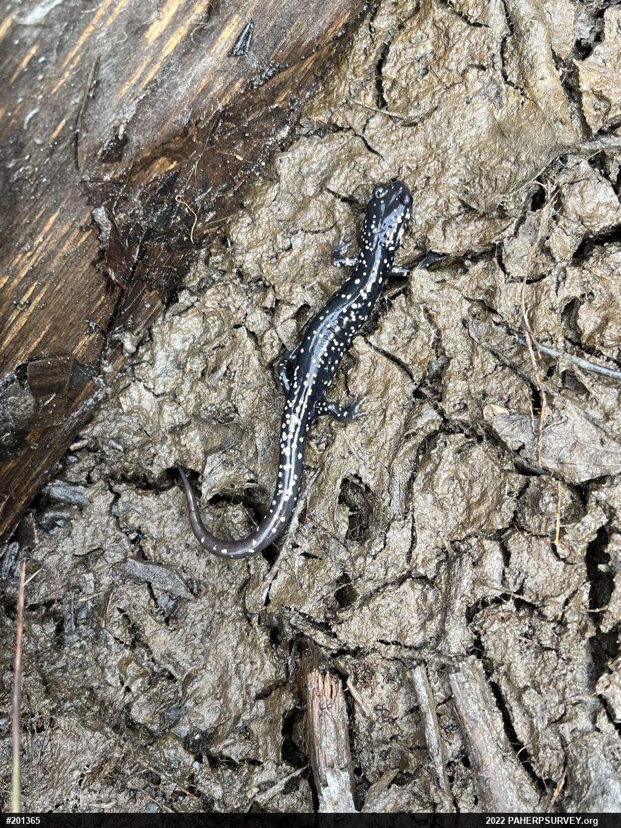 Northern Slimy Salamander