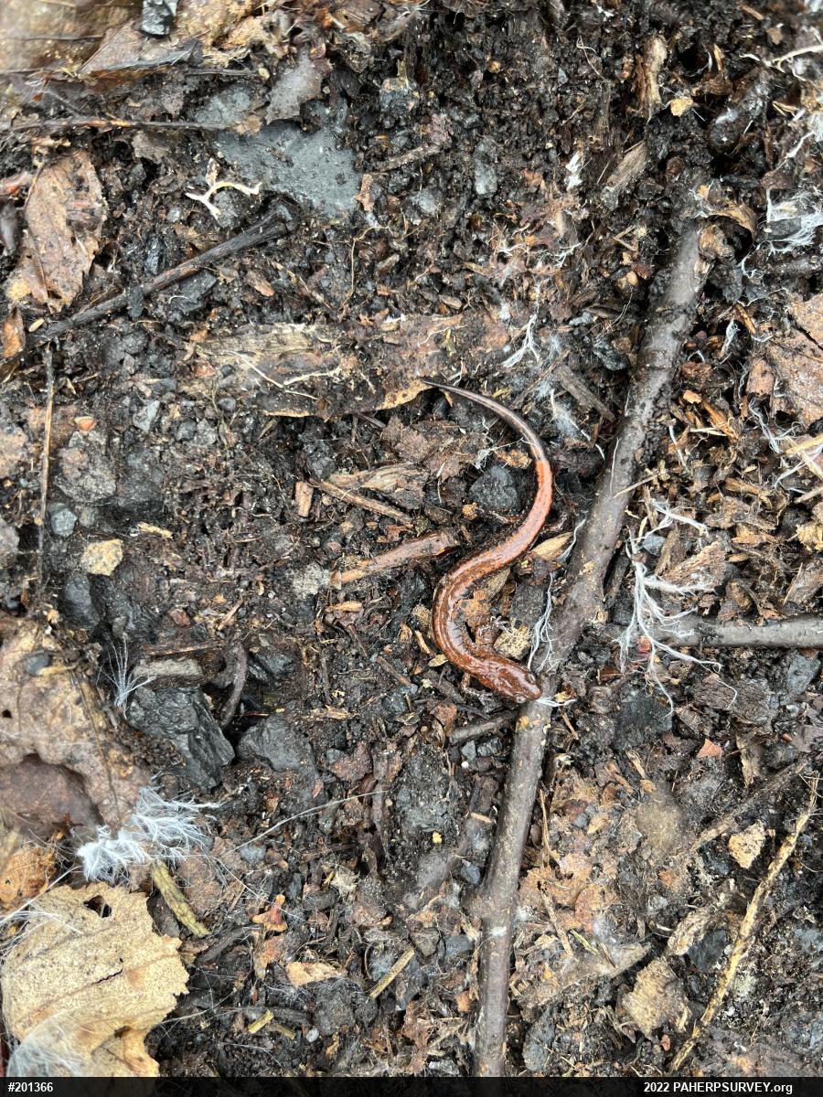 Eastern Red-backed  Salamander