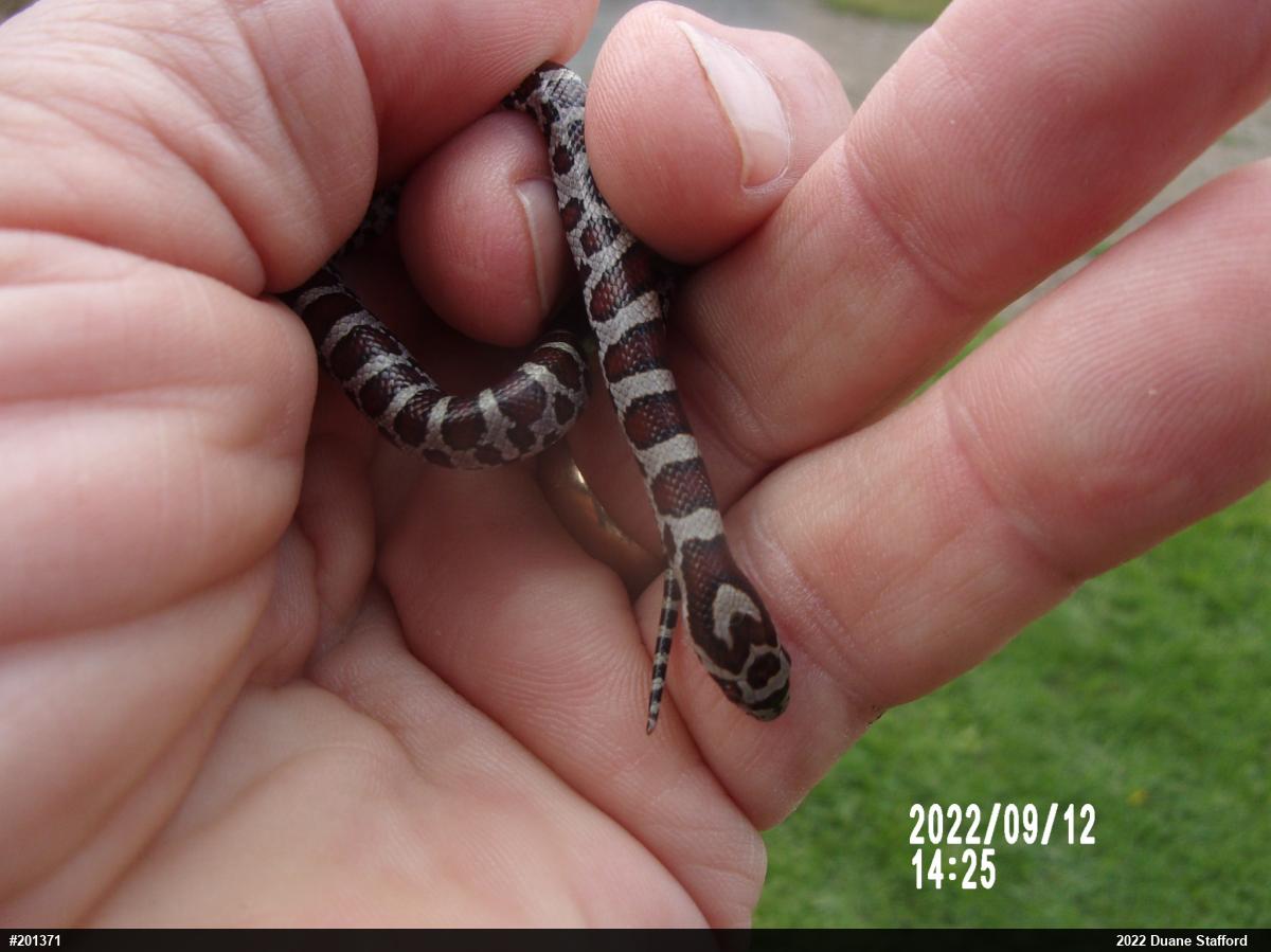 Eastern Milksnake