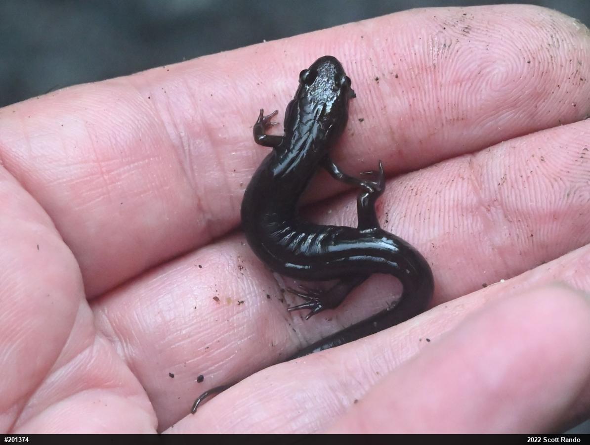 Brook Salamanders