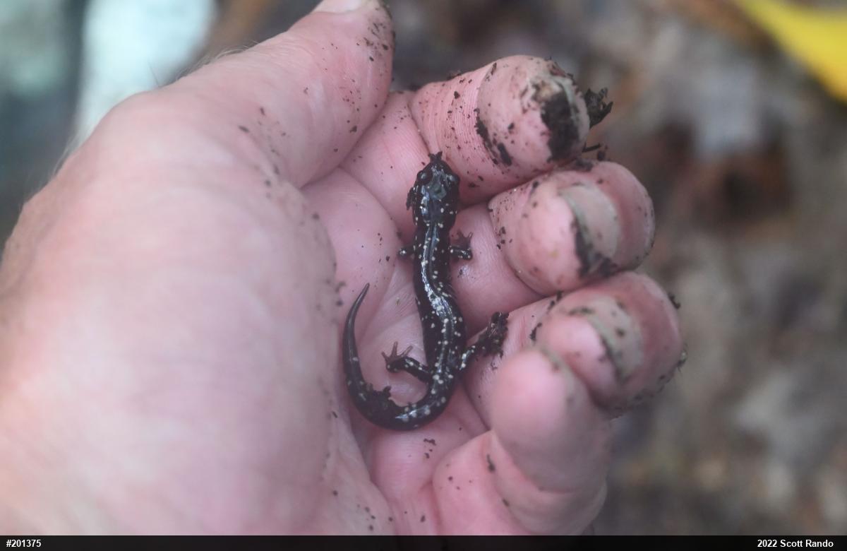 Northern Slimy Salamander