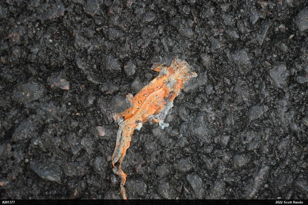Red-spotted Newt