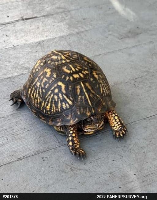 Eastern Box Turtle