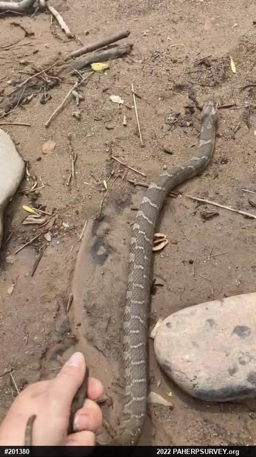 Northern Watersnake