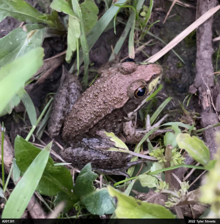 Green Frog